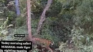 Today morning safari Nagzira mahakal tiger  pangdi male 🐯🌿 nntr #nagzira #tiger #safari #subscribe 