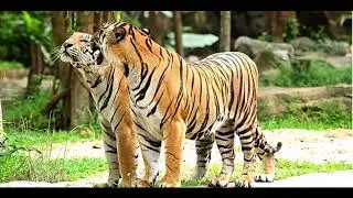 Tiger roar sound effect loud || Tiger roar in jungle || Wildlife Animals