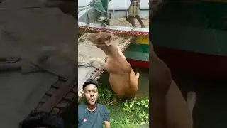 Guru Guru #guru #foryou #viralvideo #bangla #bangladesh