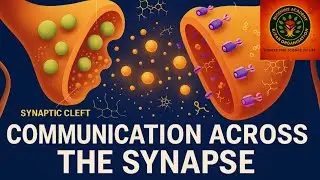 &ldquo;Communication Across Synapse | NEET Biology | Nervous System Explained