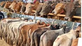২৮/০১/২৬/ বর্ডার ক্রস ২০২৬ কোরবানি উপযোগী ২ দাঁতের ষাঁড় গরুর ভরপুর আমদানি সোনাইচন্ডি গরুর হাটে #cow