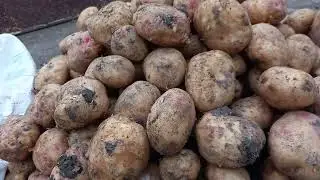 الجو اوروبى والاسعار خيال كل حاجه رخيصه فى سوق الجمله