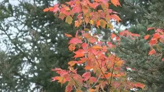 Fall colors on the north shore coming soon, tourism will get a boost