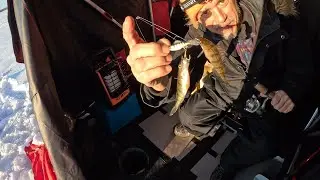 Doubled up on perch on the hyper rattle and had a few Walleye on the evening bite ice fishing sesh.