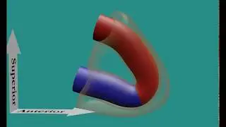 Transverse and Oblique Sinus Formation Animation