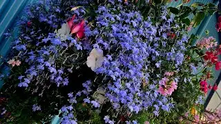 🍁🌷VanDusen Botanical Garden - Vancouver, BC, Canada 🇨🇦