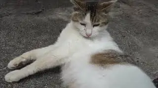 【Cat Video】 meowmeow Happy #cat  #cats  #cute