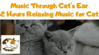Music Through a Cat's Ear - 2 Hours Relaxing Music for Your Cat