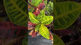 Beautiful color #plants