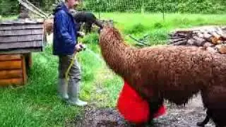 Mucho, the llama, drinks from hose and dips his toes