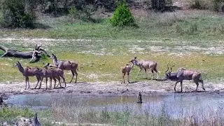 Male greater kudu with his harem at Djuma Waterhole - Djuma Cam Live Stream - Sauth Africa