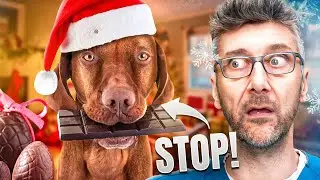 Mon chien a mangé du chocolat : symptômes et premiers gestes à faire !