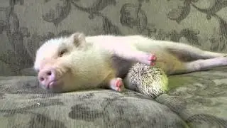 Hedgehog gives pig a belly rub