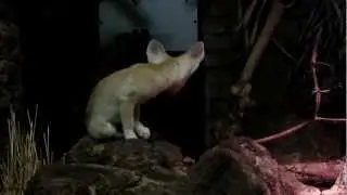 Fenneks