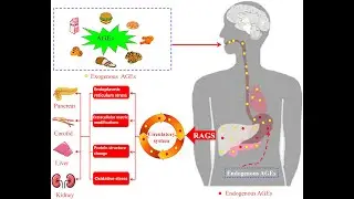 Formation of advanced glycation end products (AGEs) in Complication of Diabetes Mellitus