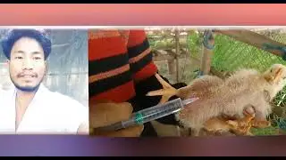 ভেকচিন বেজি Gentamicin lnjection lP //NOT FOR HUMAN USE FOR ANIMAL TREATMENT ONLY