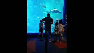 Blue Planet Aquarium in Chester
