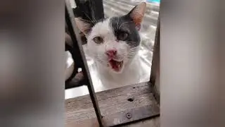 A Song for a Beloved Cat: &ldquo;True Love in a Cat&rsquo;s Eyes&rdquo;#CatLover #ForCatOwners #LovedCat