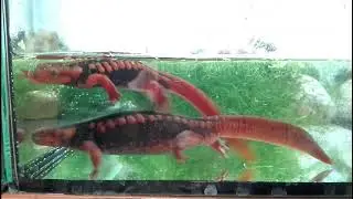 Tylototriton shanjing in water!