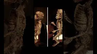 ❌موزه مرلین Merrylin Cryptid collection❌#موزه #عجائب#عجیب#زیست_شناسی#مرلین#shortvide#shorts
