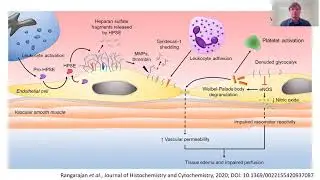Circulating Syndecan-1 and Heparan Sulfate in Acute Pancreatitis