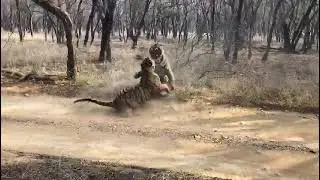 Столкновение двух тигров в Индии сняли на видео