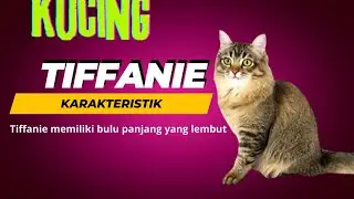 Kucing Tiffanie ||Karakteristik Kucing Tiffanie#kucingtiffanie#karakteristikkucingtiffanie