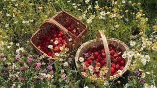 you're resting at a blooming meadow [no AI, human-made playlist]