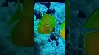 animal towork for the world France #music #shortvideo youtube #viral #