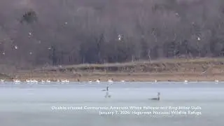 Relaxing Nature Video: Communal Foraging