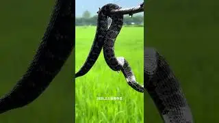 what kind of snake is this
