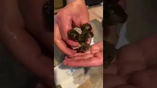 How To Glue Coral Frags In Your Reef Tank