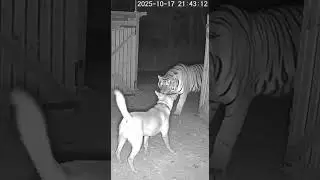 Cat and Dog Scare Off a Tiger | Real Night CCTV Footage #loopvideo #cat #kindnessiscool