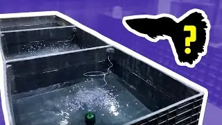 Mini Indoor Pond Fish REVEAL - Fish Room Update Ep. 90