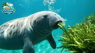 8K ULTRA-A calm, ocean-like feeling DEEP SLEEP | RELAXATION | EPS01