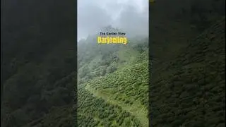 Darjeeling || tea garden view || #darjeeling #teagarden #travel