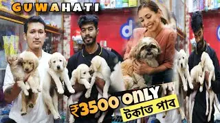 Dog Shop in Guwahati | Pet Paradise Guwahati | Low price Pet Shop 🐶