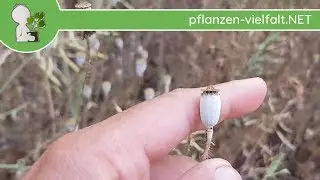 Klatschmohn - Reife Fr&uuml;chte/Samen - 09.06.18 (Papaver rhoeas) - essbare Wildkr&auml;uter Bestimmung