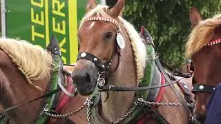 Zugleistungsprüfung Vierspänner Titanen der Rennbahn Brück 23.6.2018