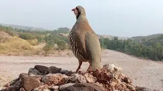 chakor voice |chakor partridge call | chakor sound | birds sound