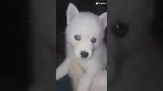 POMSKY PACK! F1&F1b with F1Dam