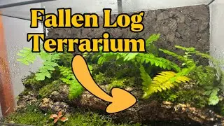 Fallen Log Terrarium