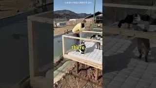 Она создала для них дом #petshub #shorts