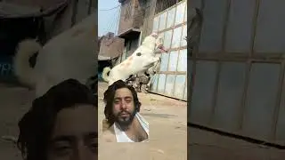 #funny #goat #cow #animals #bull #comedy #kids #song #baby #foryou