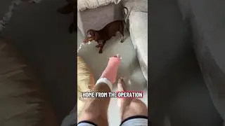 Home from surgery to a mad house 🤣#thailand #dachshund #puppy #dog #crazy #new #travel #explore