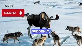 Moose vs Wolf Pack &mdash; Ice Battlefield@wildlifeLensTV 