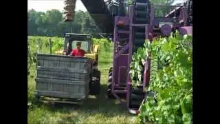 Урожай каюги от Wahlman Farms