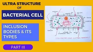 BACTERIAL CELL || PART 3 ||  INCLUSION BODIES AND IT'S TYPES || BIOLOGY || NEET
