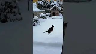 Amy's cat falls into the snow like a bomb! 🐈💣❄️ #shorts #snow #cats #funnycats