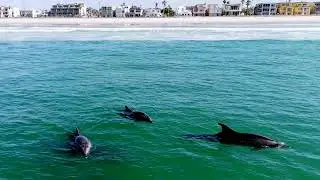 Rare, intimate behaviors of Bottlenose Dolphins Off The Coast Of San Diego #seanofthesea #ocean
